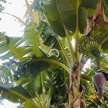 Pe De Pitanga - Unica Casa Arborizada Do Quarteirao Com Arvores Frutiferas Maringá Esterno foto