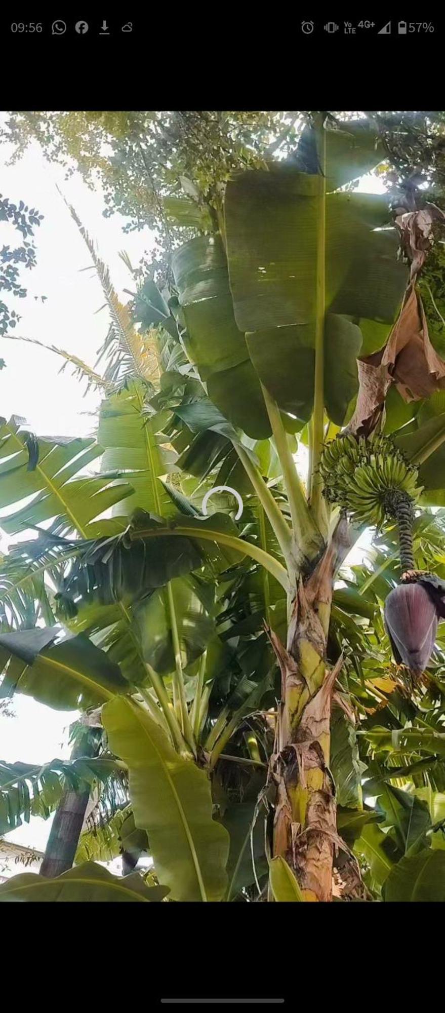 Pe De Pitanga - Unica Casa Arborizada Do Quarteirao Com Arvores Frutiferas Maringá Esterno foto